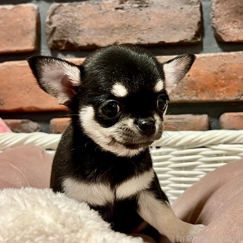 成約済の徳島県のチワワ(スムースコート)-441251の6枚目