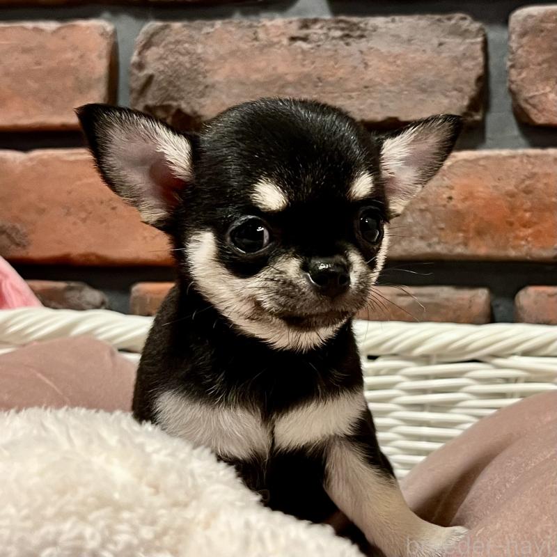 成約済の徳島県のチワワ(スムースコート)-441251の4枚目