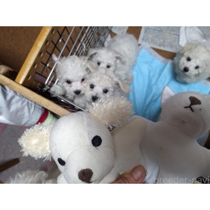 山本美樹ブリーダーの詳細