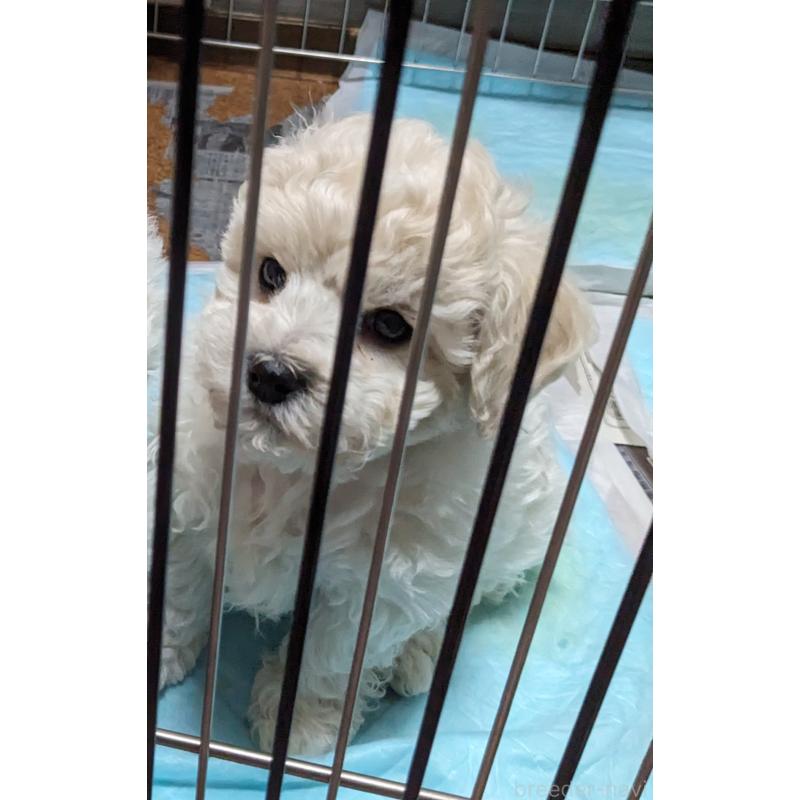 山本美樹ブリーダーの詳細