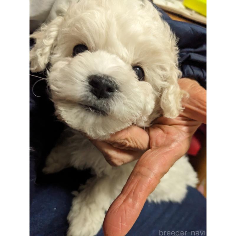 山本美樹ブリーダーの詳細