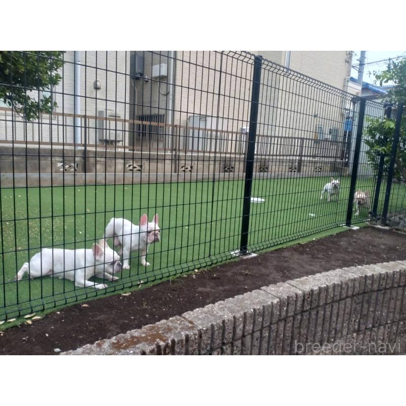 名越恵美子ブリーダーの詳細