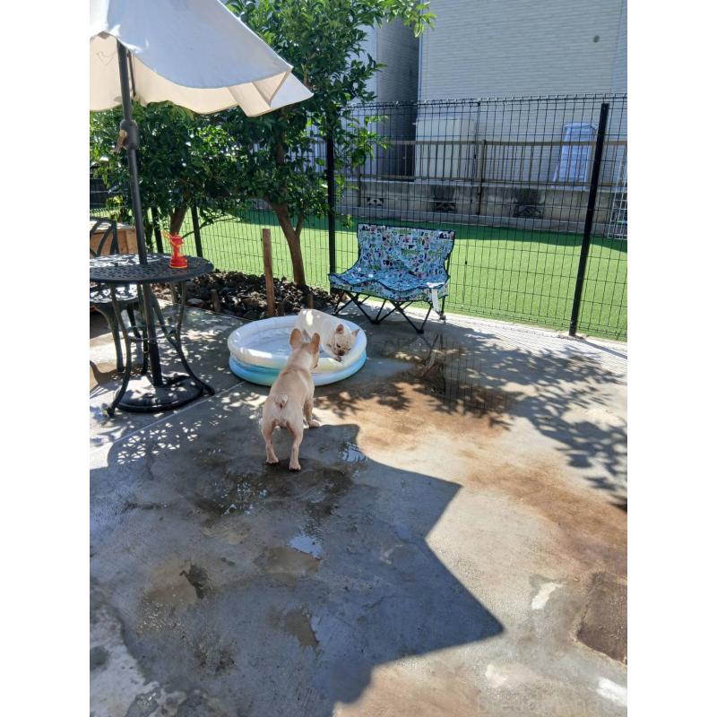 名越恵美子ブリーダーの詳細