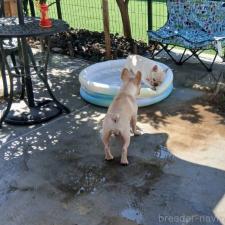 名越恵美子ブリーダー