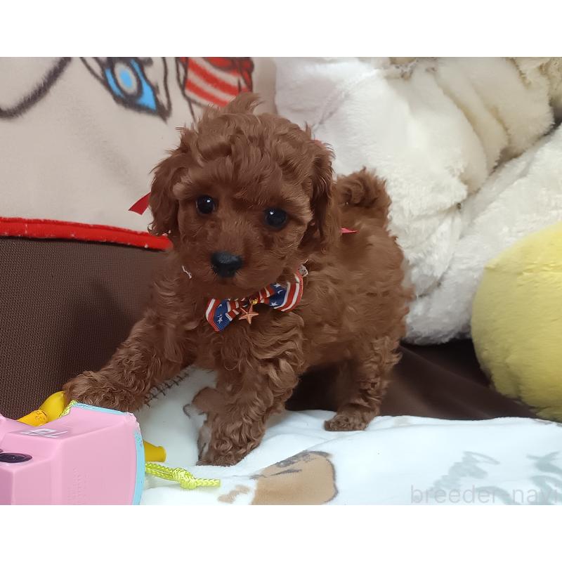 成約済の奈良県のトイプードル-437812の2枚目