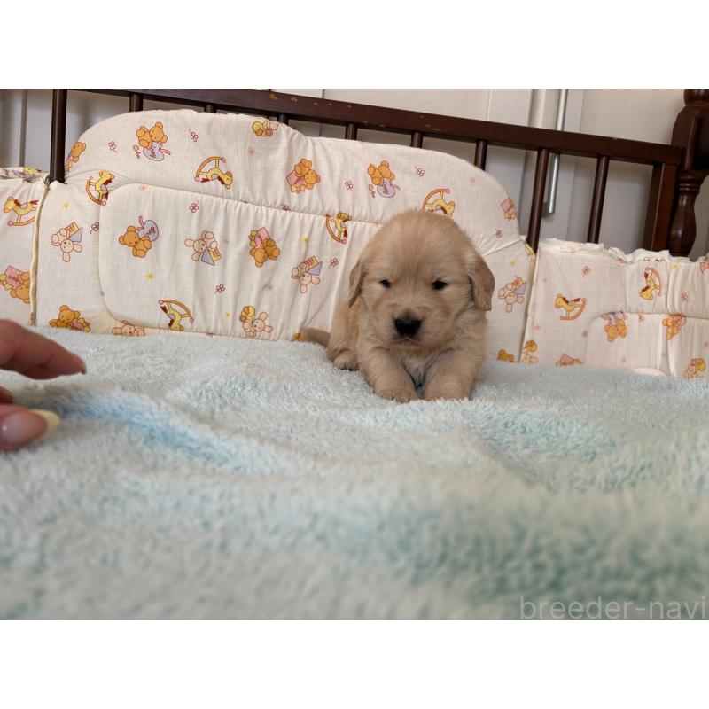 成約済の福岡県のゴールデンレトリーバー-439593の6枚目