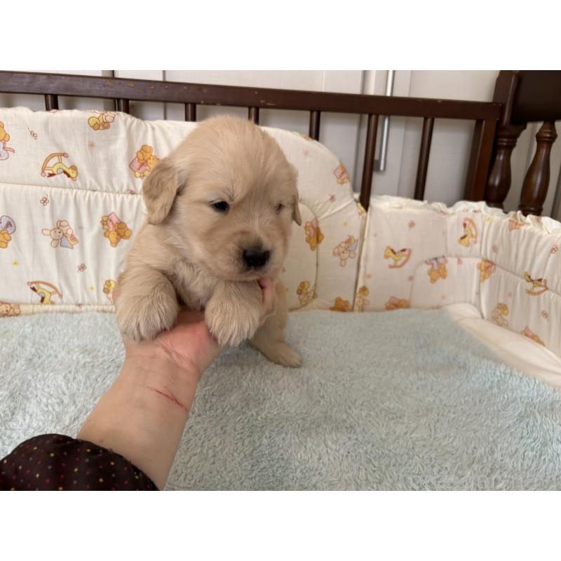 成約済の福岡県のゴールデンレトリーバー-439593の5枚目