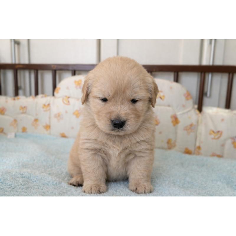 成約済の福岡県のゴールデンレトリーバー-439593の4枚目