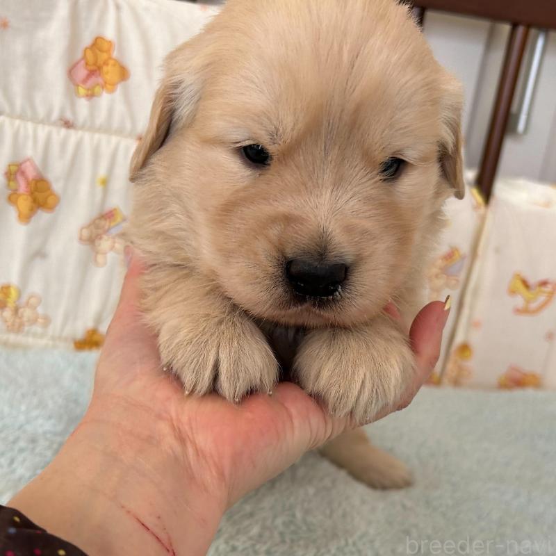 成約済の福岡県のゴールデンレトリーバー-439593の3枚目