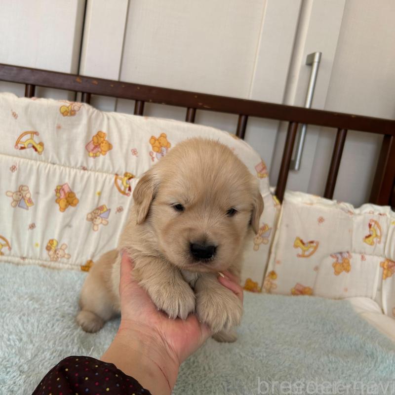 成約済の福岡県のゴールデンレトリーバー-439593の2枚目