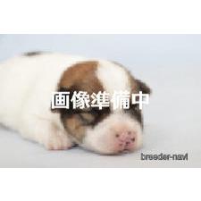 ♀︎ジャックラッセルテリア