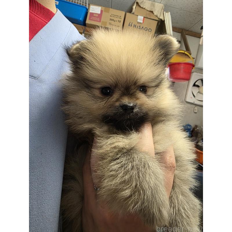 成約済の静岡県のポメラニアン-439155の2枚目