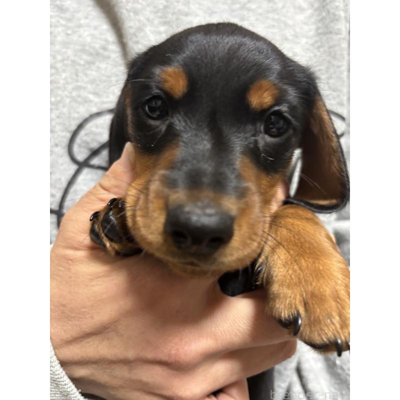 販売中の茨城県のミニチュアダックスフンド(スムースヘアード)-441426の5枚目
