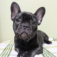 ♀︎フレンチブルドッグ