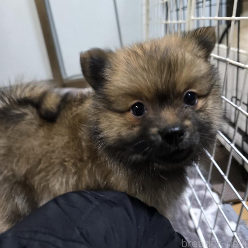 成約済の岡山県のポメラニアン-436035の3枚目