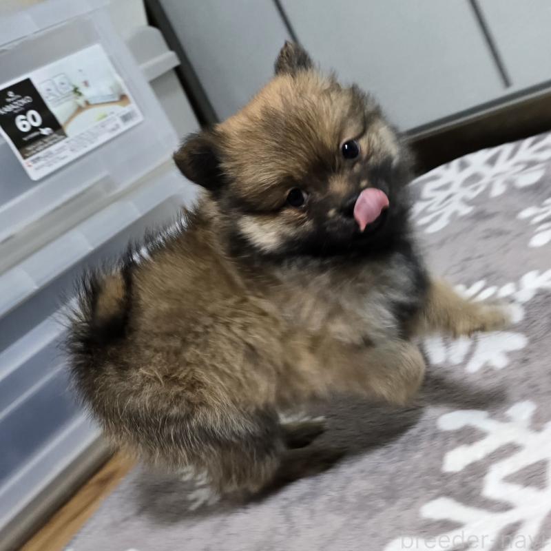 成約済の岡山県のポメラニアン-436035の2枚目