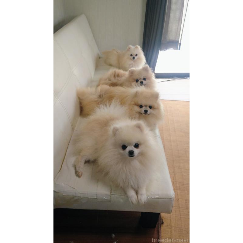 坂井純子ブリーダーの詳細の1枚目