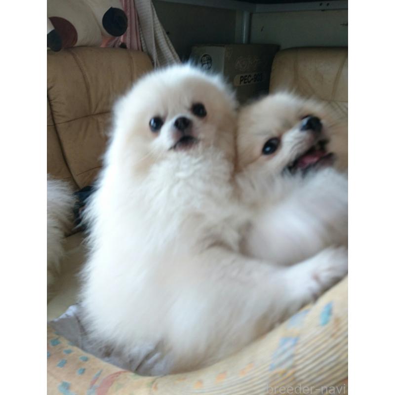 坂井純子ブリーダーの詳細