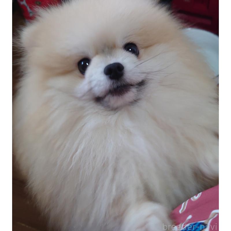 坂井純子ブリーダーの詳細