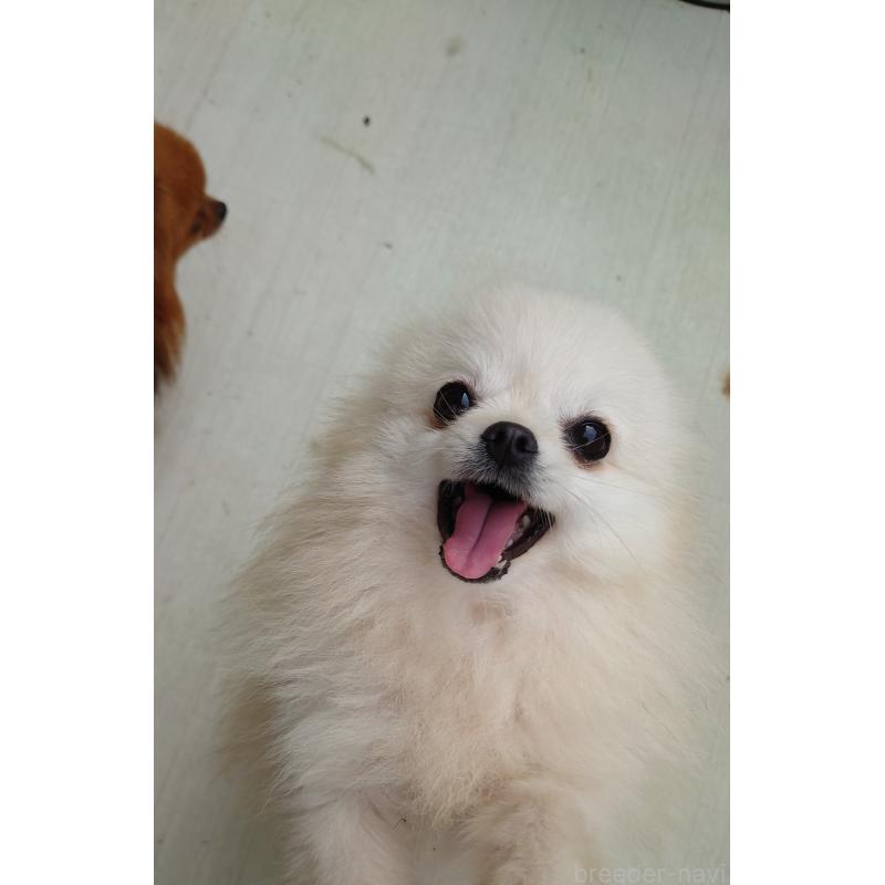 坂井純子ブリーダーの詳細