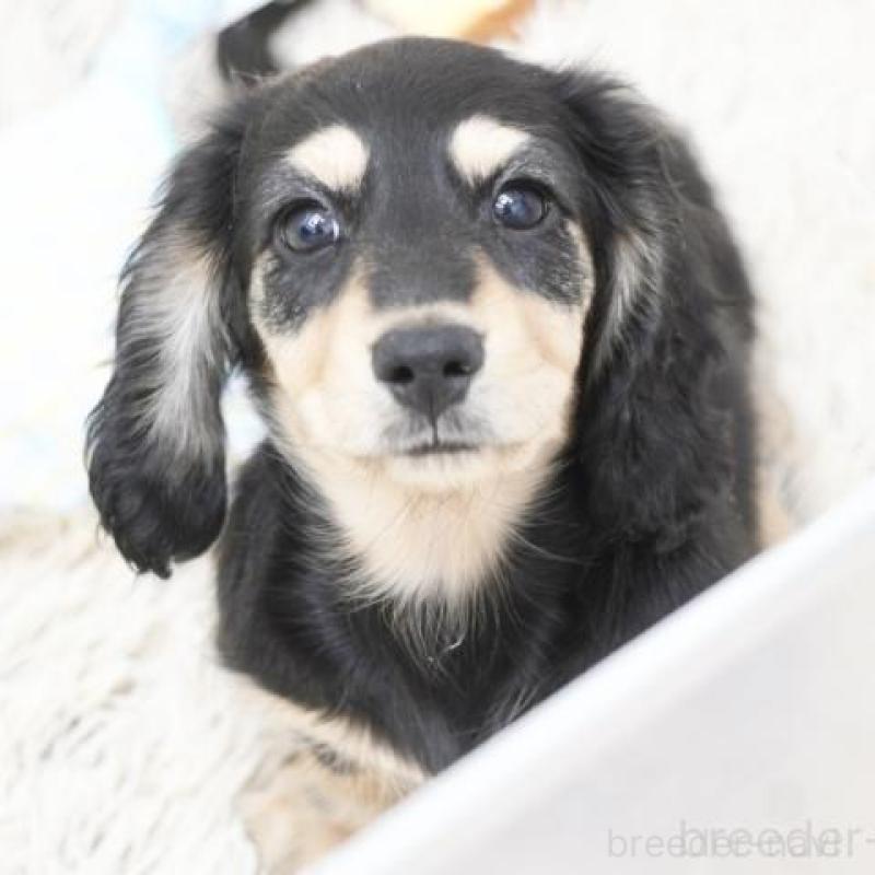 成約済の兵庫県のミニチュアダックスフンド(ロングヘアード)-425095の3枚目