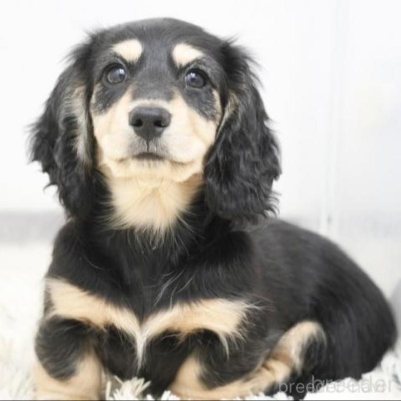 成約済の兵庫県のミニチュアダックスフンド(ロングヘアード)-425095の2枚目