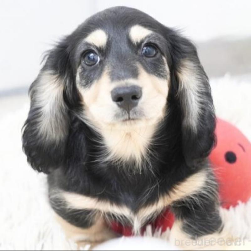 ♂︎ミニチュアダックスフンド(ロングヘアード)