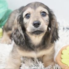 ♀︎ミニチュアダックスフンド(ロングヘアード)