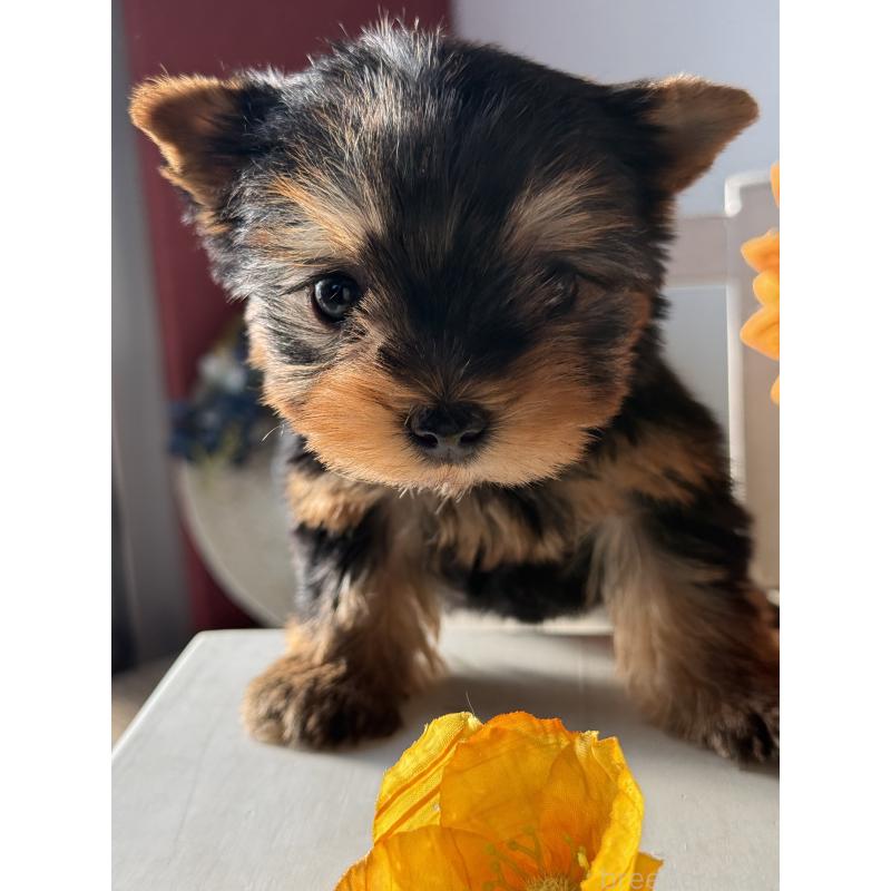 成約済の宮崎県のヨークシャーテリア-440404の8枚目