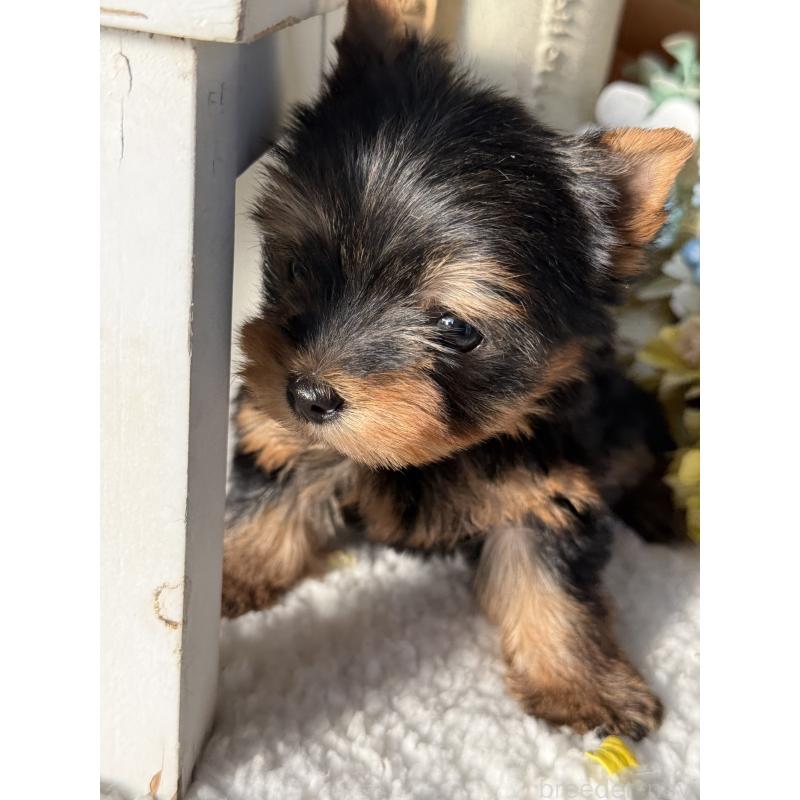 成約済の宮崎県のヨークシャーテリア-440404の7枚目