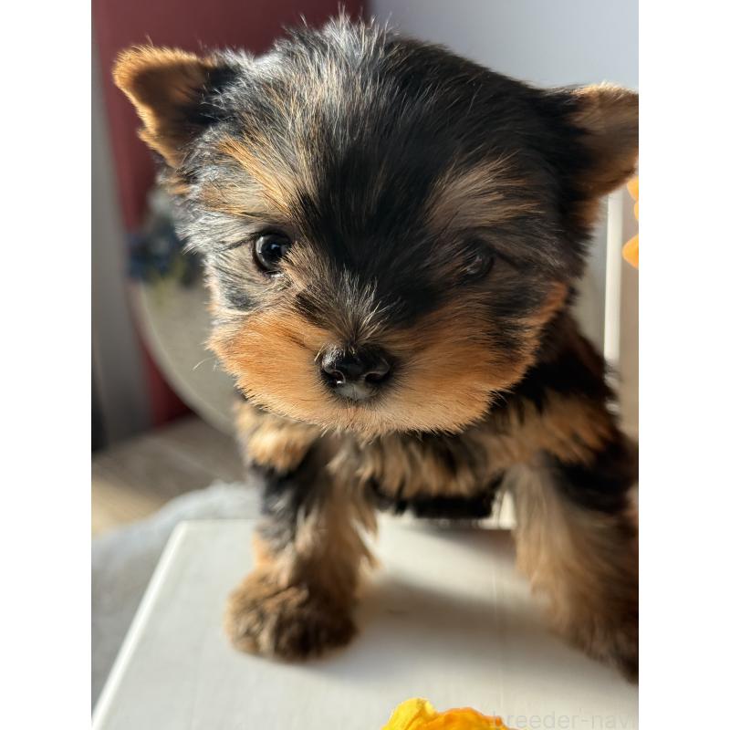 成約済の宮崎県のヨークシャーテリア-440404の6枚目