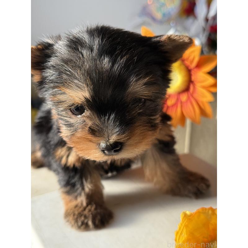 成約済の宮崎県のヨークシャーテリア-440404の5枚目