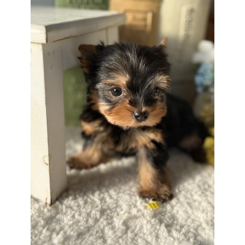 成約済の宮崎県のヨークシャーテリア-440404の4枚目