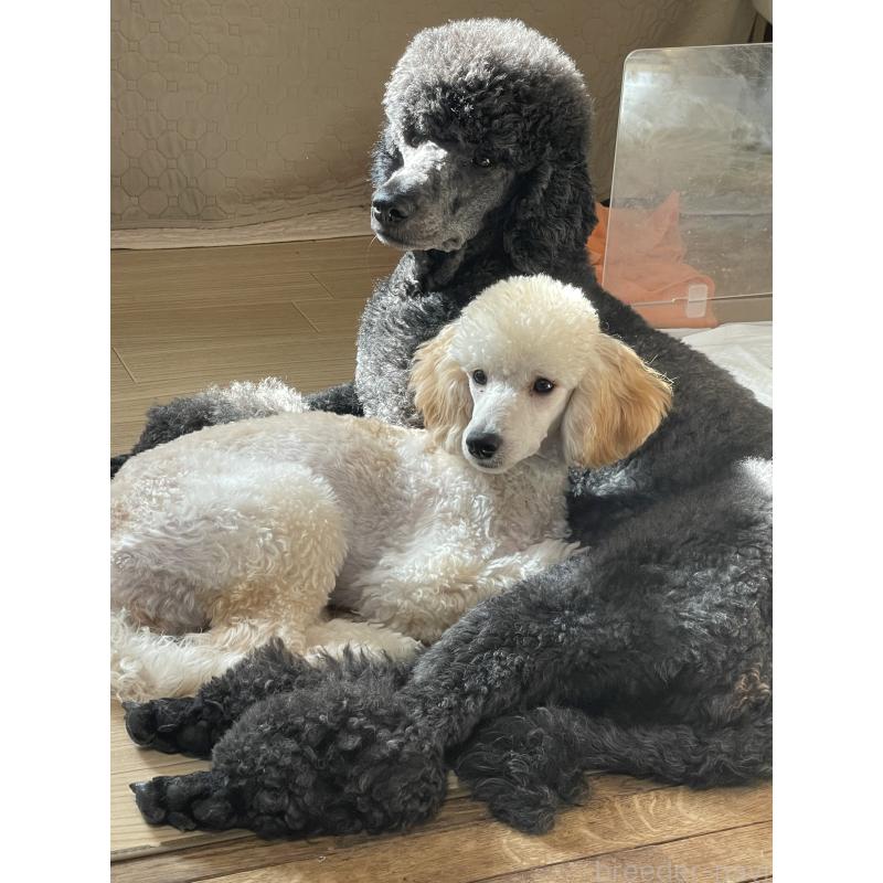 ましろちゃん3枚目