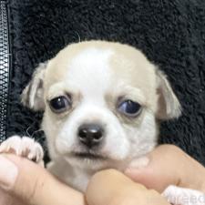 ♀︎チワワ(スムースコート)