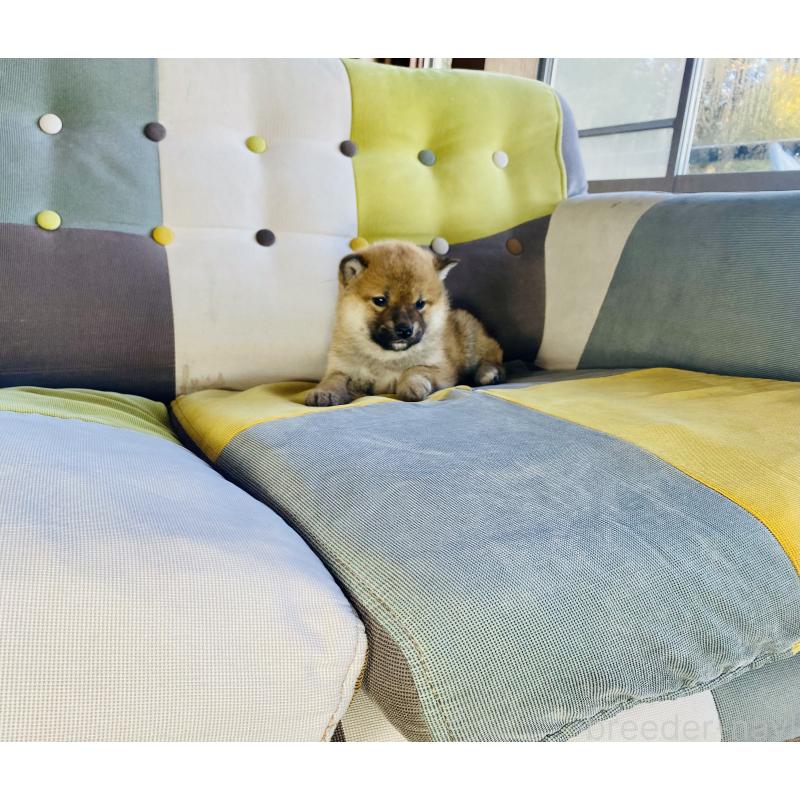 成約済の静岡県の豆柴-442370の3枚目