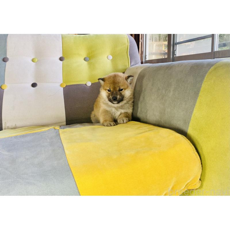 成約済の静岡県の豆柴-442370の2枚目