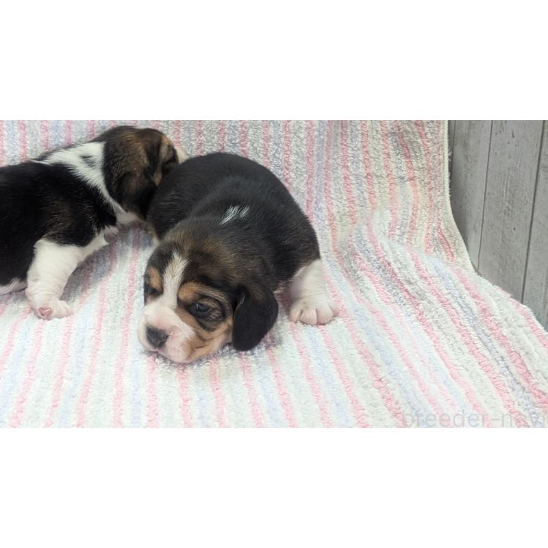 成約済の熊本県のビーグル-440793の27枚目