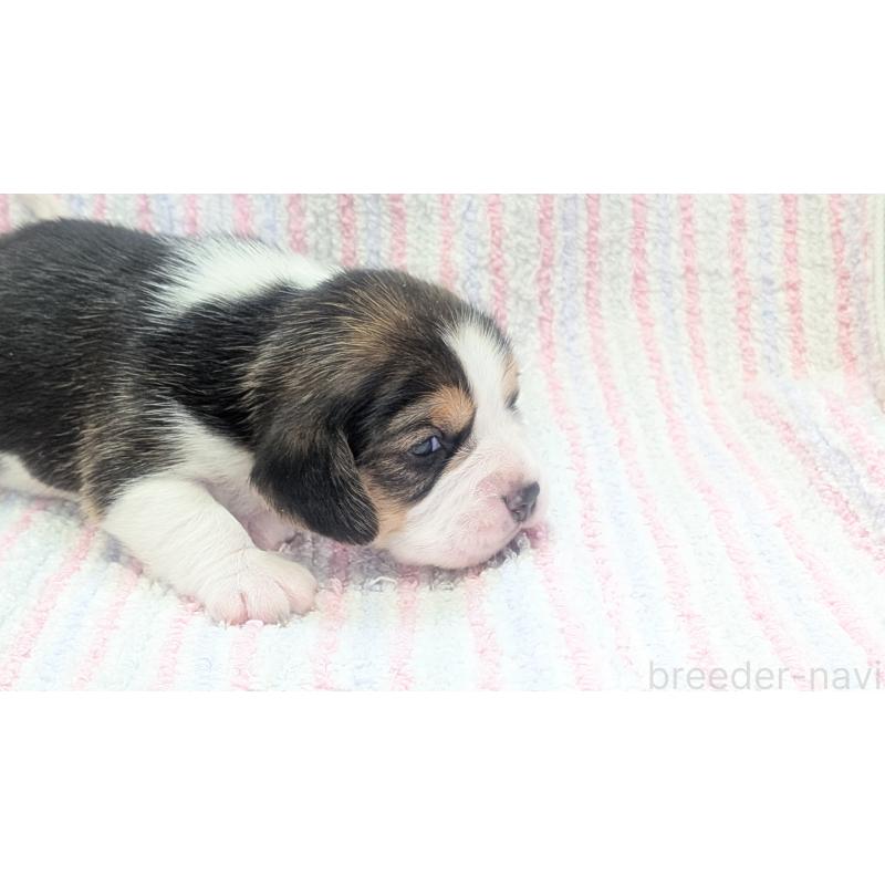 成約済の熊本県のビーグル-440795の18枚目