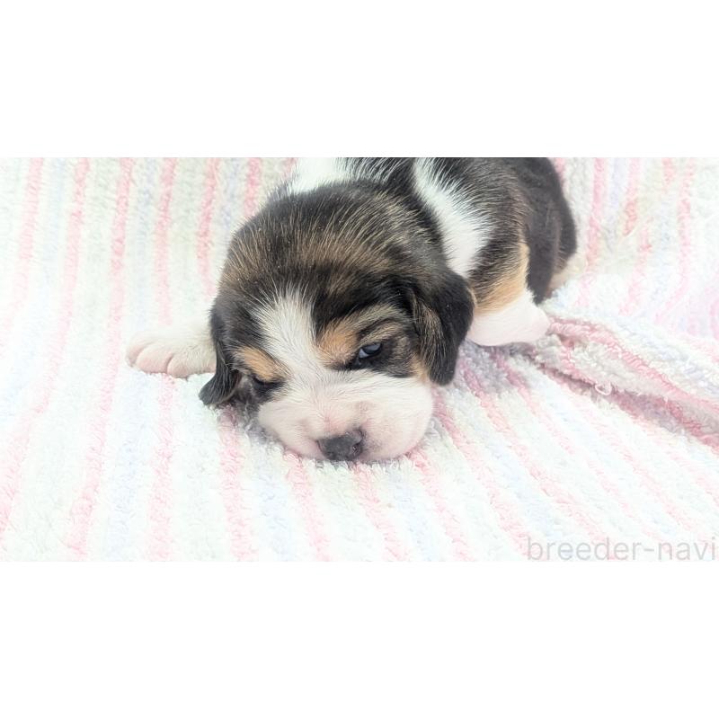 成約済の熊本県のビーグル-440795の17枚目