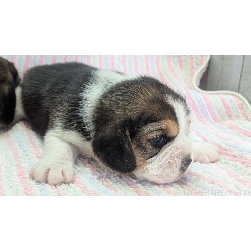 成約済の熊本県のビーグル-440794の19枚目