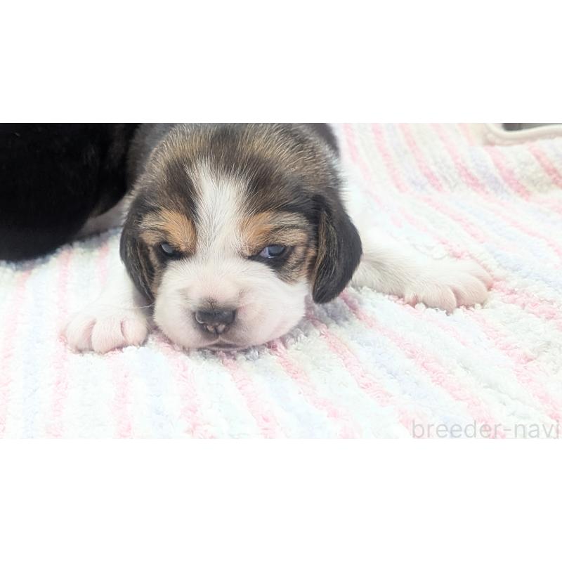 成約済の熊本県のビーグル-440794の18枚目