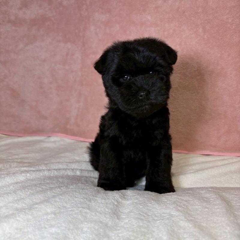 成約済の大阪府のミニチュアシュナウザー-441488の14枚目