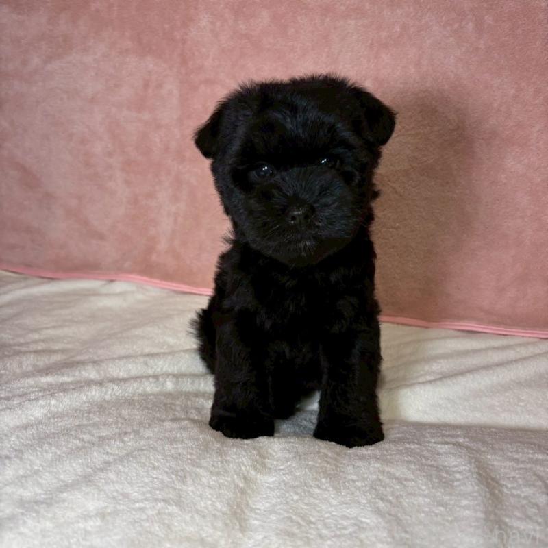 成約済の大阪府のミニチュアシュナウザー-441488の12枚目