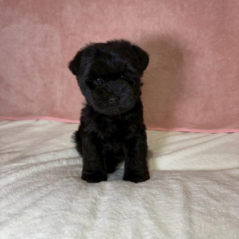 成約済の大阪府のミニチュアシュナウザー-441488の11枚目