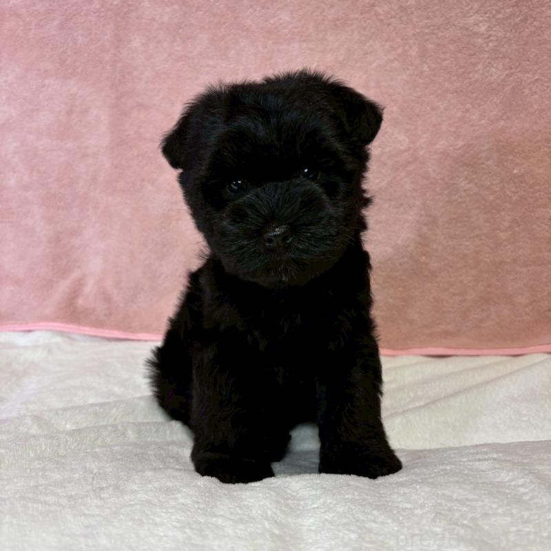 成約済の大阪府のミニチュアシュナウザー-441488の10枚目