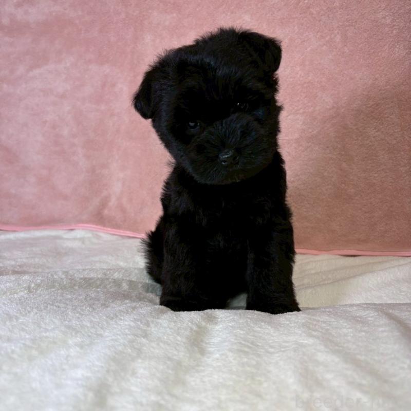 成約済の大阪府のミニチュアシュナウザー-441488の9枚目