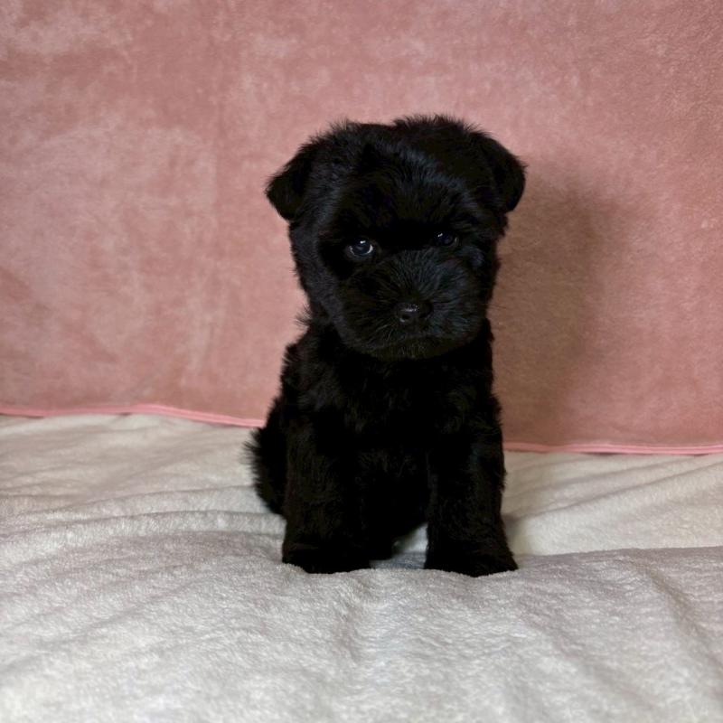 成約済の大阪府のミニチュアシュナウザー-441488の8枚目