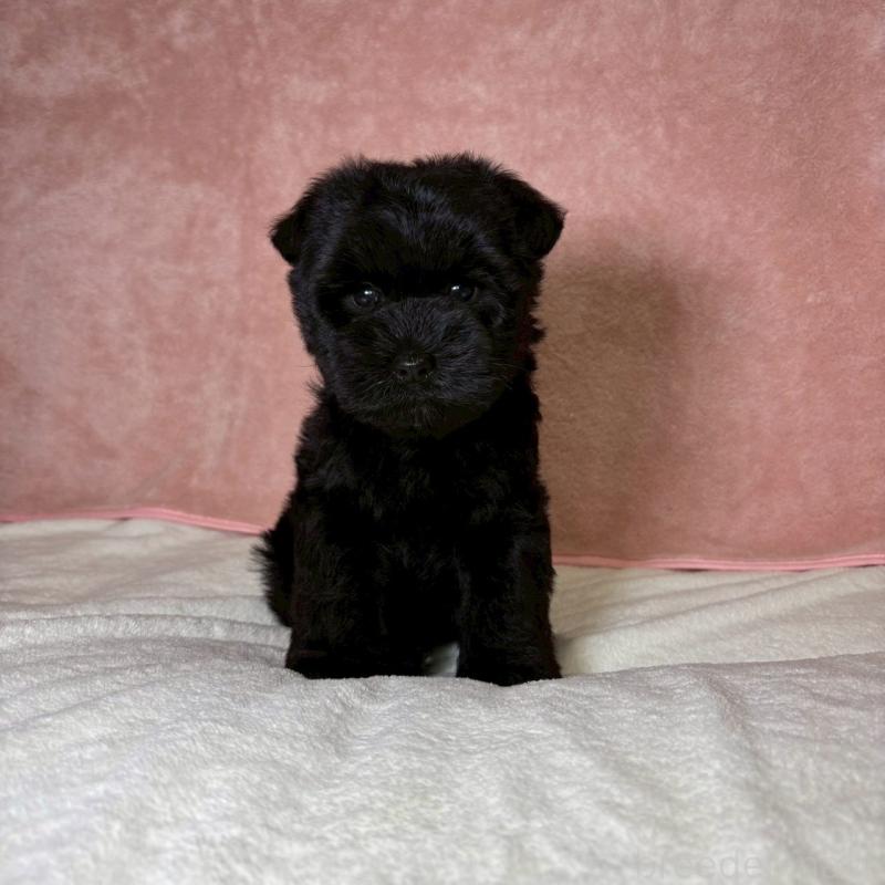 成約済の大阪府のミニチュアシュナウザー-441488の7枚目