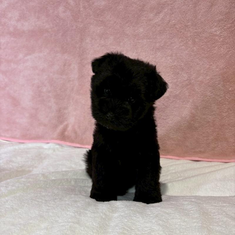 成約済の大阪府のミニチュアシュナウザー-441488の6枚目